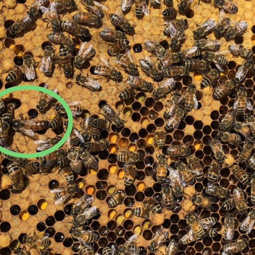 Image of a capped brood