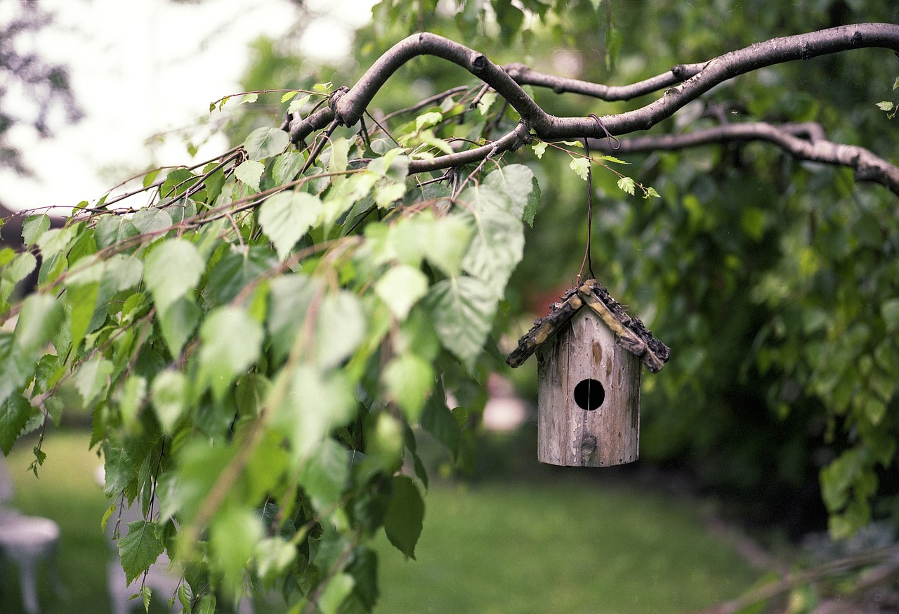 Image of trees branch with haning bird house